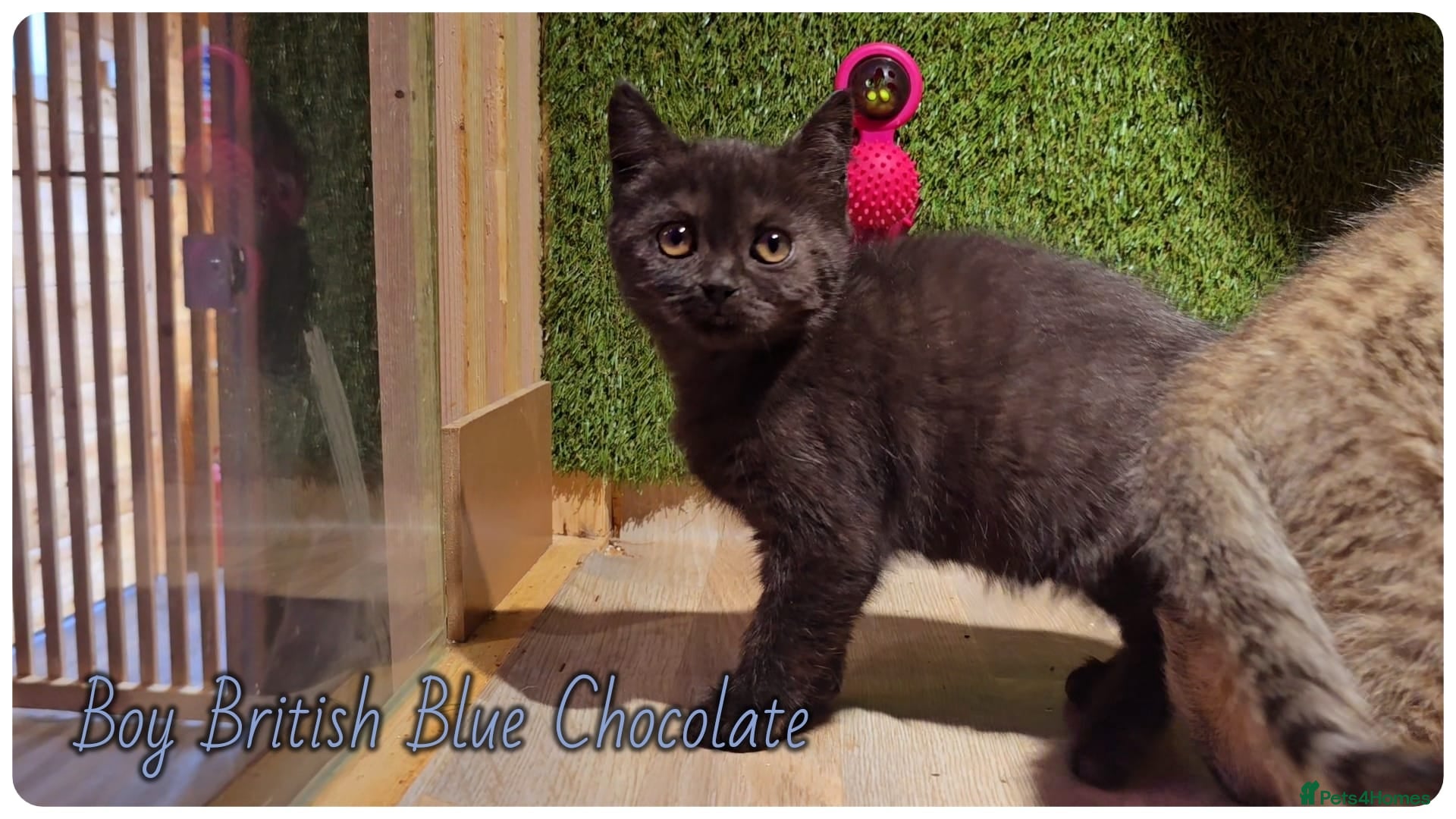 Scottish Fold cats Scotish fold kittens - Advert 13