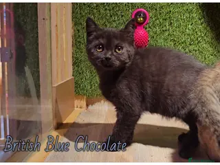 Scottish Fold cats Scotish fold kittens - Advert 13