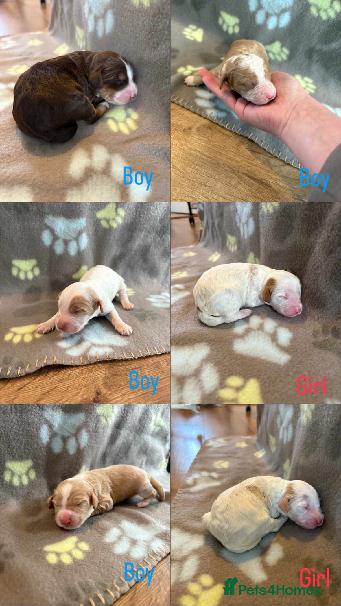 Cockapoo dogs 🐶🐾Cockapoo puppies 🐶🐾 - Advert 1