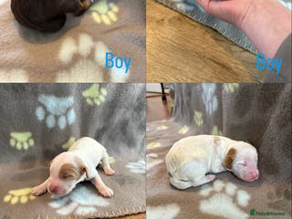 Cockapoo dogs 🐶🐾Cockapoo puppies 🐶🐾 - Advert 17