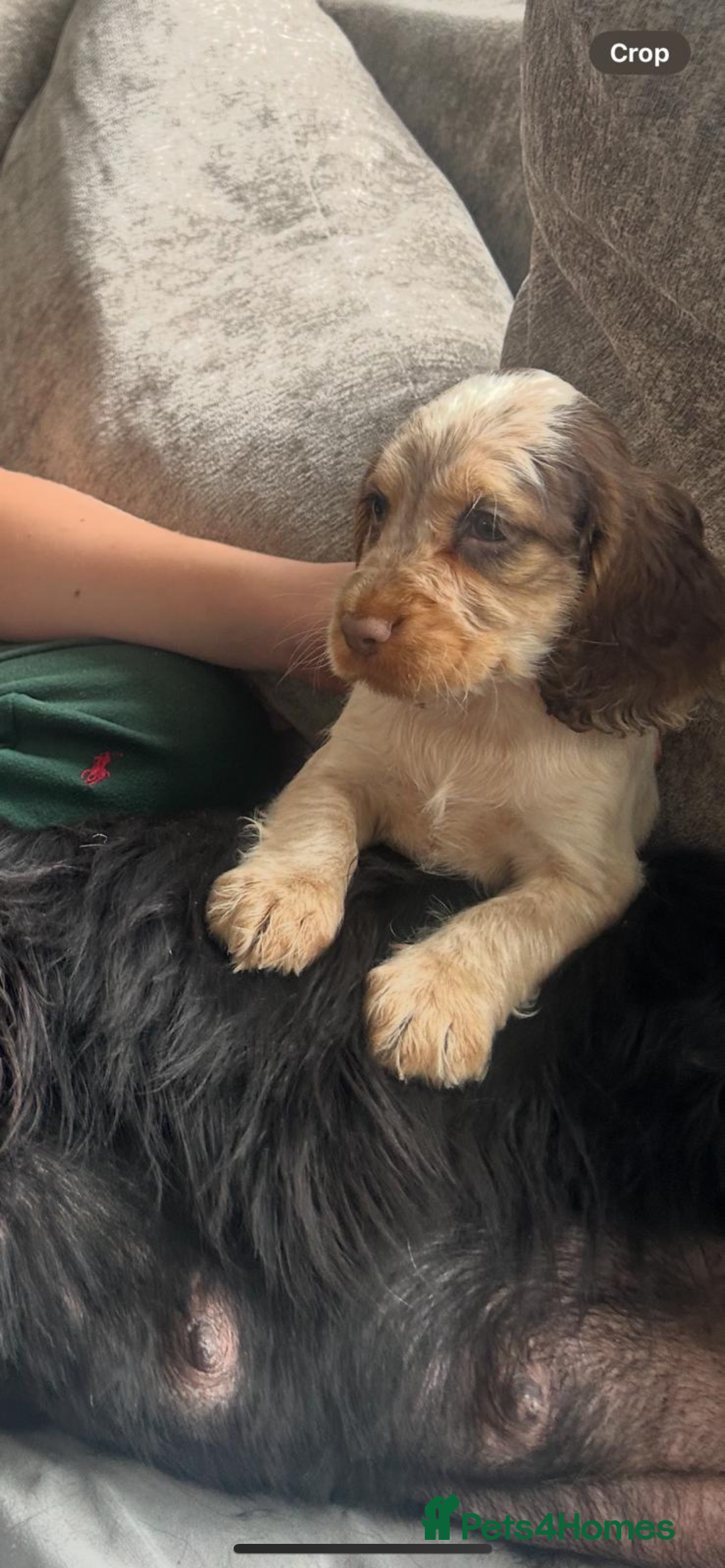 Cocker Spaniel dogs for sale: Kc Tri colour show cockers  - Image 4