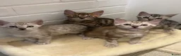 Bengal cats for sale: 🌟pedigree bengal kittens🌟 - Advert 11