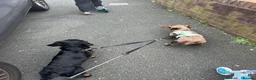 Miniature Dachshund dogs for sale: Miniature dachshund for rehoming  in Accrington - Advert 5