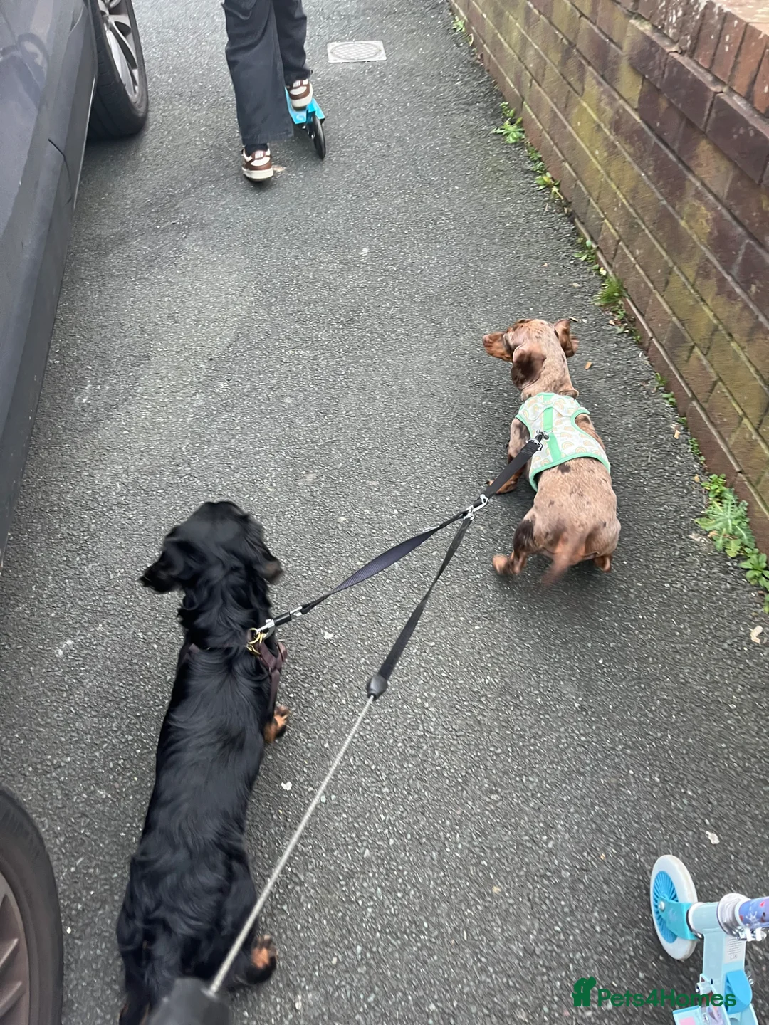 Miniature Dachshund dogs for sale: Miniature dachshund for rehoming  in Accrington - Advert 5