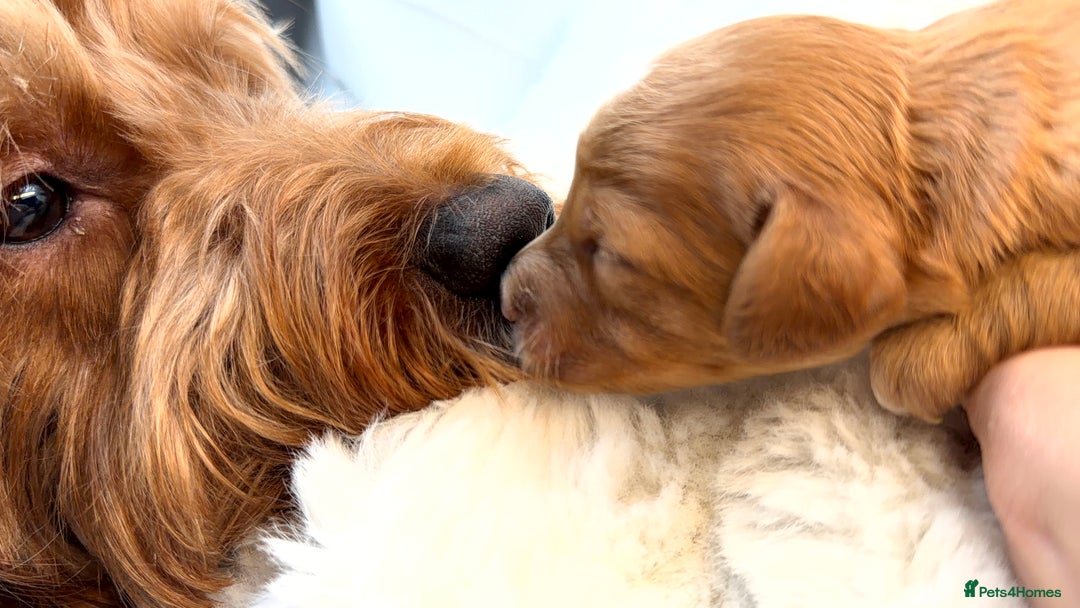 Cockapoo dogs for sale: Gorgeous F2 Cockapoo Puppies  - Advert 10