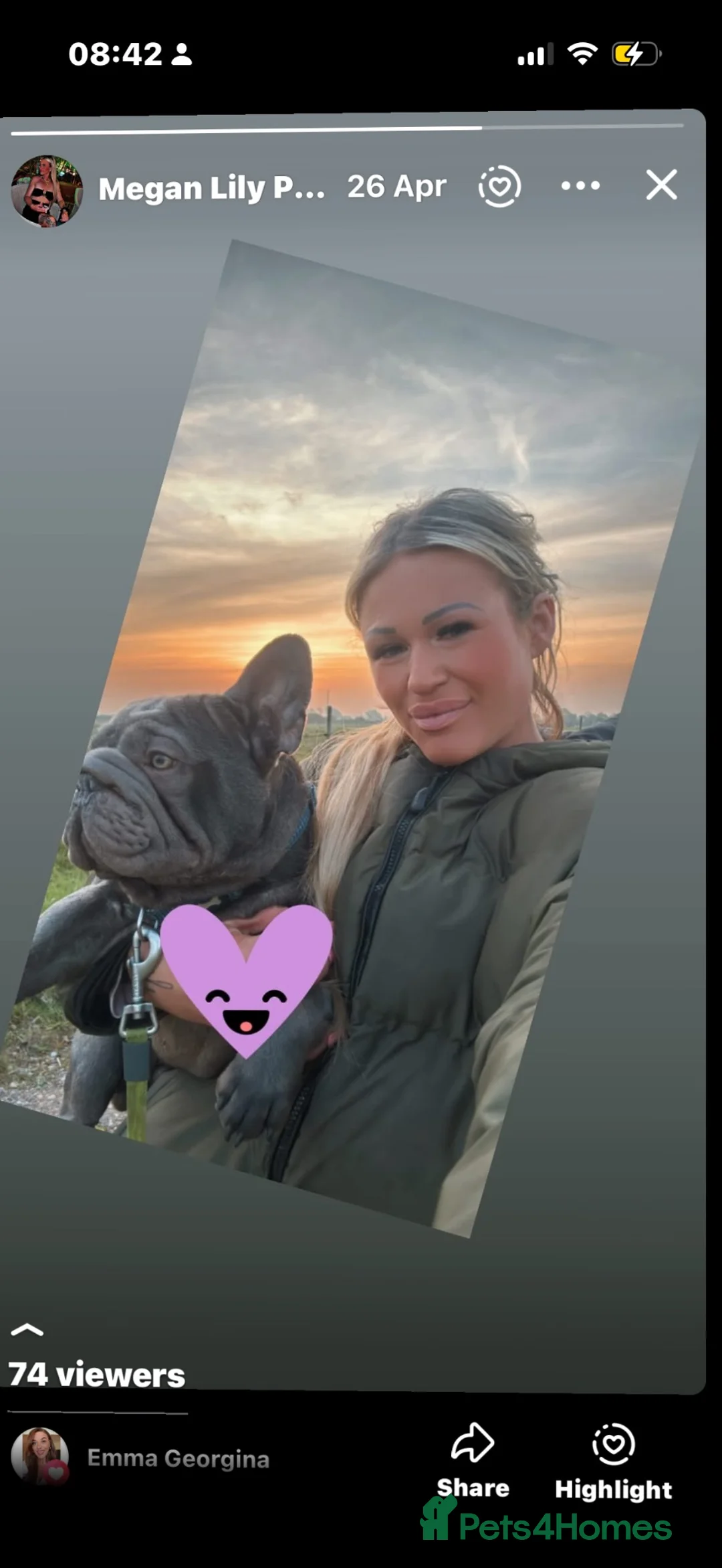 French Bulldog dogs for sale:  **  FRENCHIE  in Maldon - Advert 2