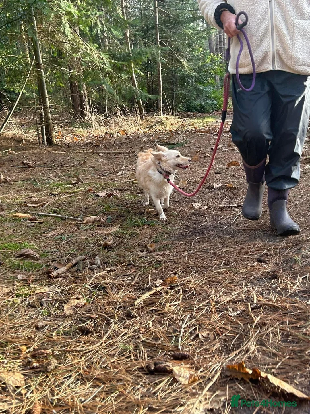 Mixed Breed dogs for adoption: Winnie - Norwich Norfolk  in Norwich - Advert 8