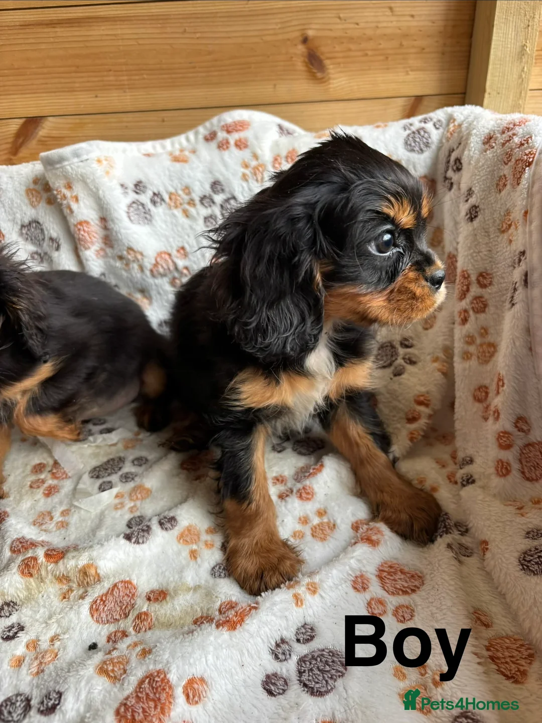 Cavalier King Charles Spaniel dogs for sale: Beautiful puppies looking for forever homes - Advert 13