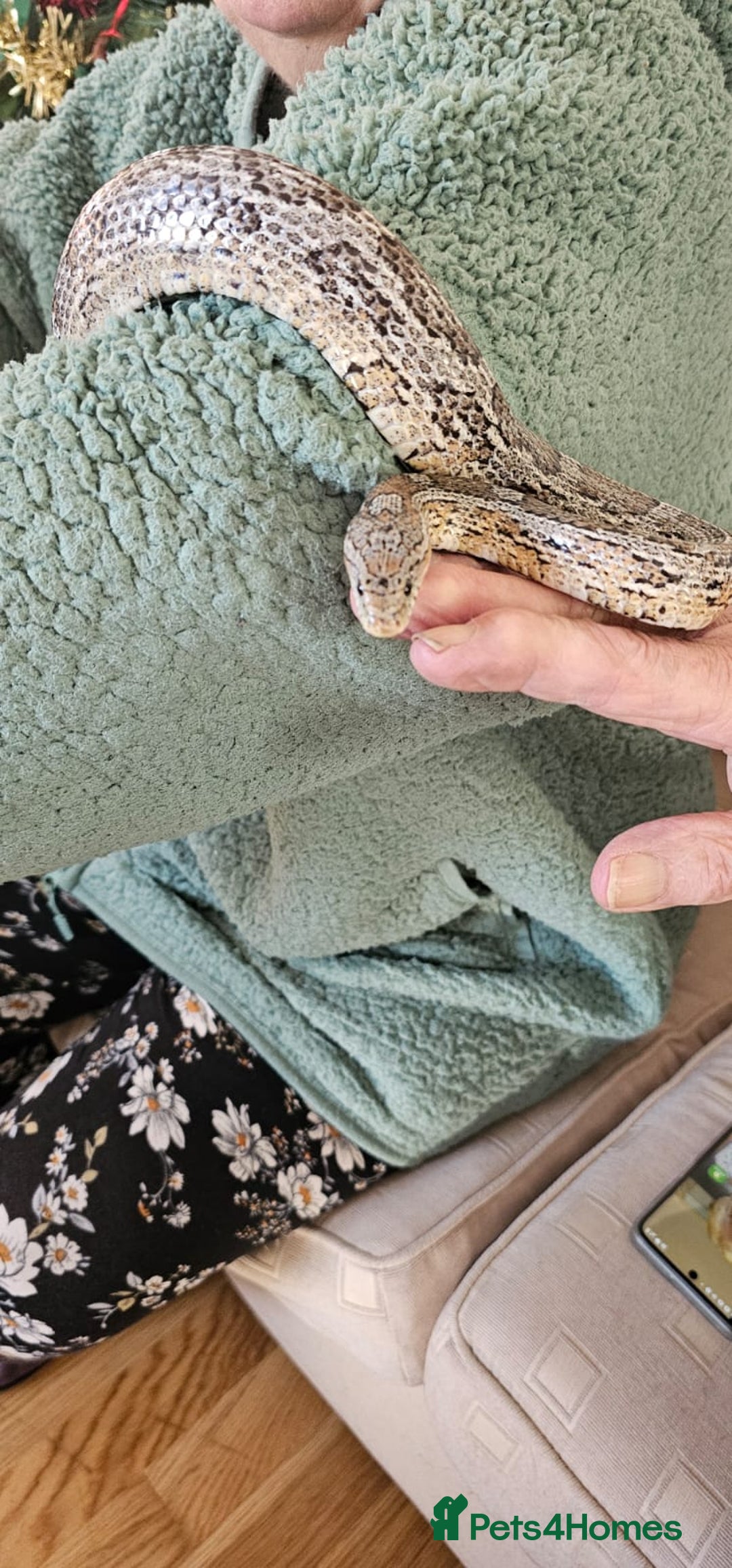 Corn Snake reptiles for sale: Friendly corn snake, vivarium with full set up - Advert 14