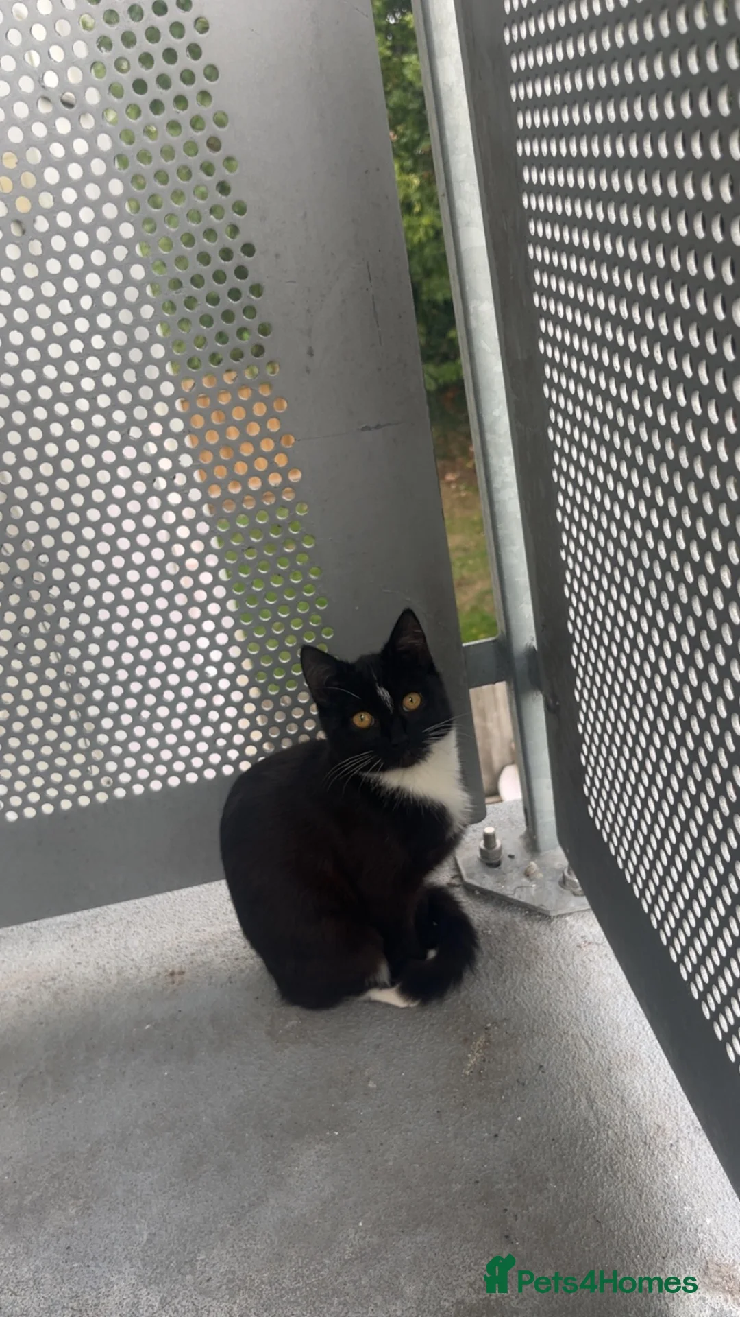 Mixed Breed cats for sale: This is Beau🩷🎀 - Advert 2