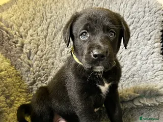 Borador dogs Borador Puppies - Fully Health Tested - Advert 1