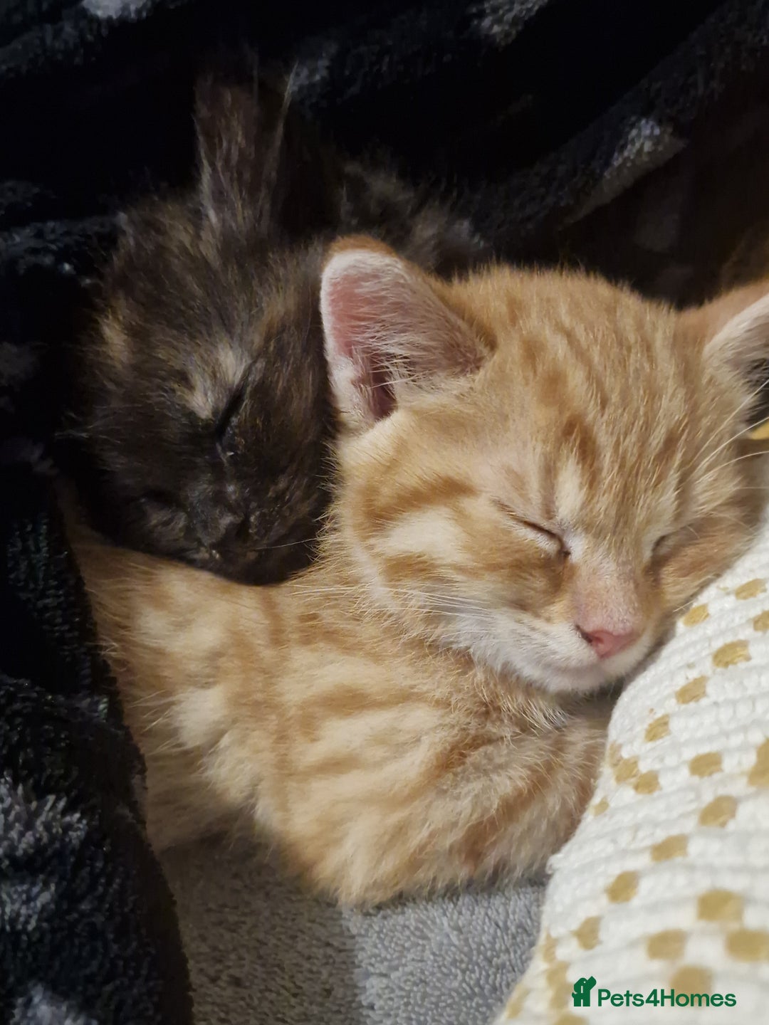 European cats for sale: 4 adorable healthy kittens - Image 14