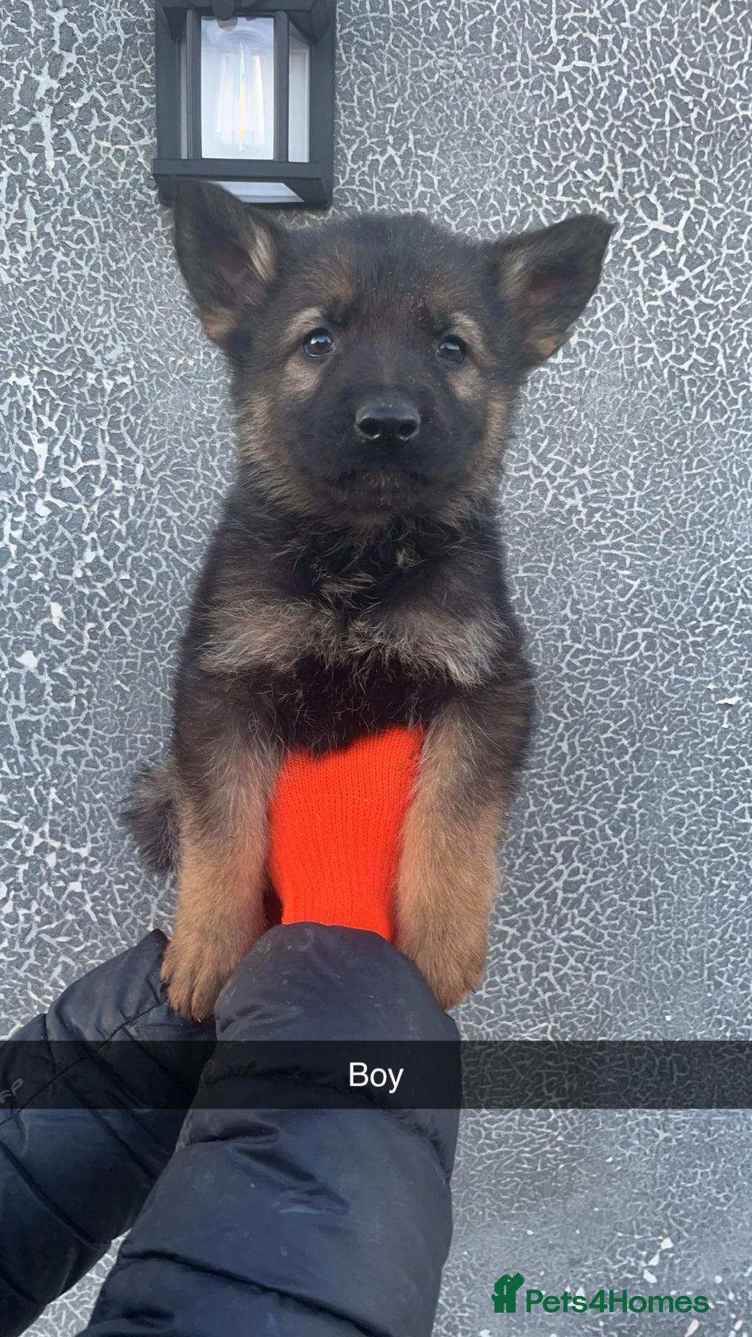 German Shepherd dogs for sale: German shepherd puppies - Advert 2