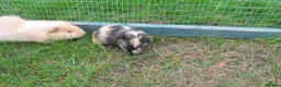 Guinea Pig rodents for sale: Male & Female guinea pigs various types & colours  - Advert 8