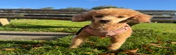 Miniature Poodle dogs for sale: Mini Poodle Puppies-KC Registered-Red-Beige  in Buckhurst Hill - Advert 5