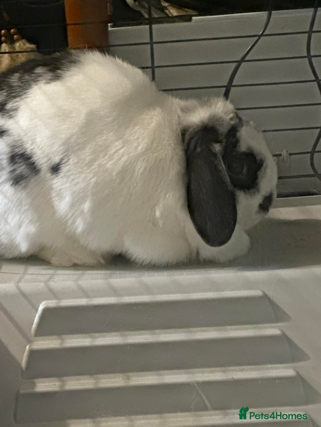 English Lop rabbits for sale: 4 year old English lop - Advert 2