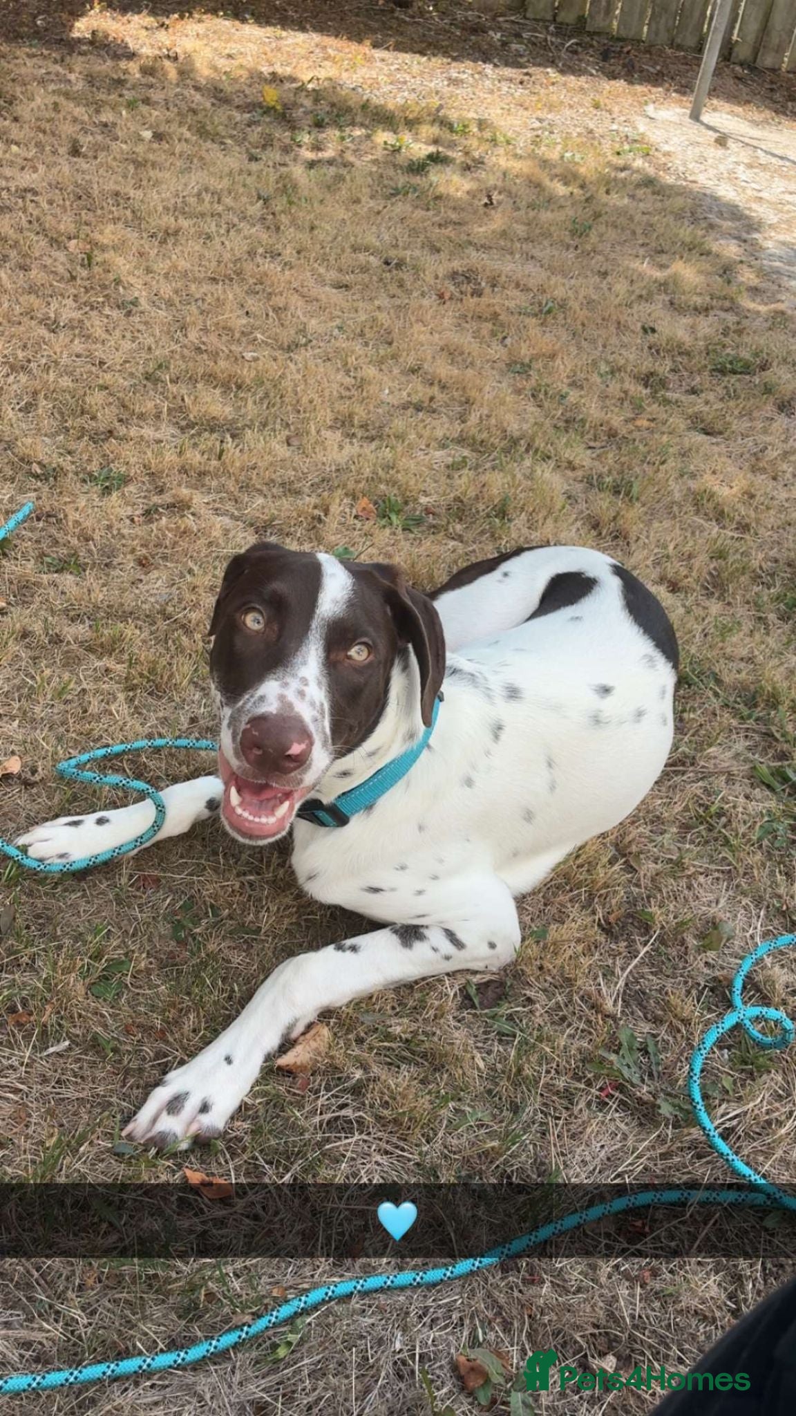 Mixed Breed dogs Rehoming of our boy - Advert 12