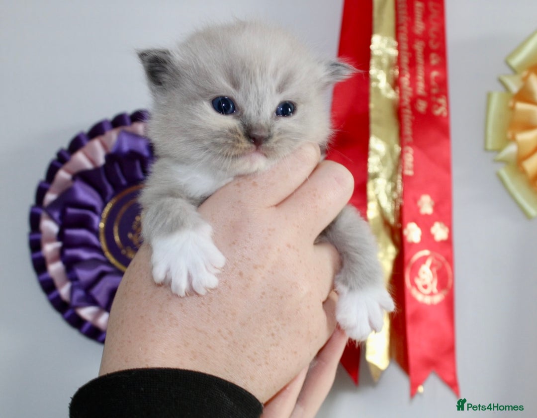 Ragdoll cats for sale: 💎 OUTSTANDING QUALITY MINK ragdoll kittens 💎 - Image 14