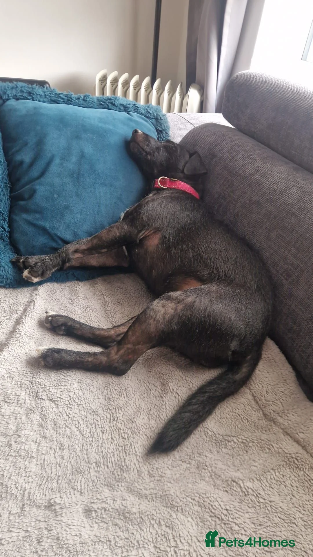 Patterdale Terrier dogs for sale: 3 Year Old Patterdale Terrier in Widnes - Advert 2