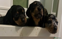 Miniature Dachshund dogs for sale: Ready for new homes Mini Dachshund  - Image 9