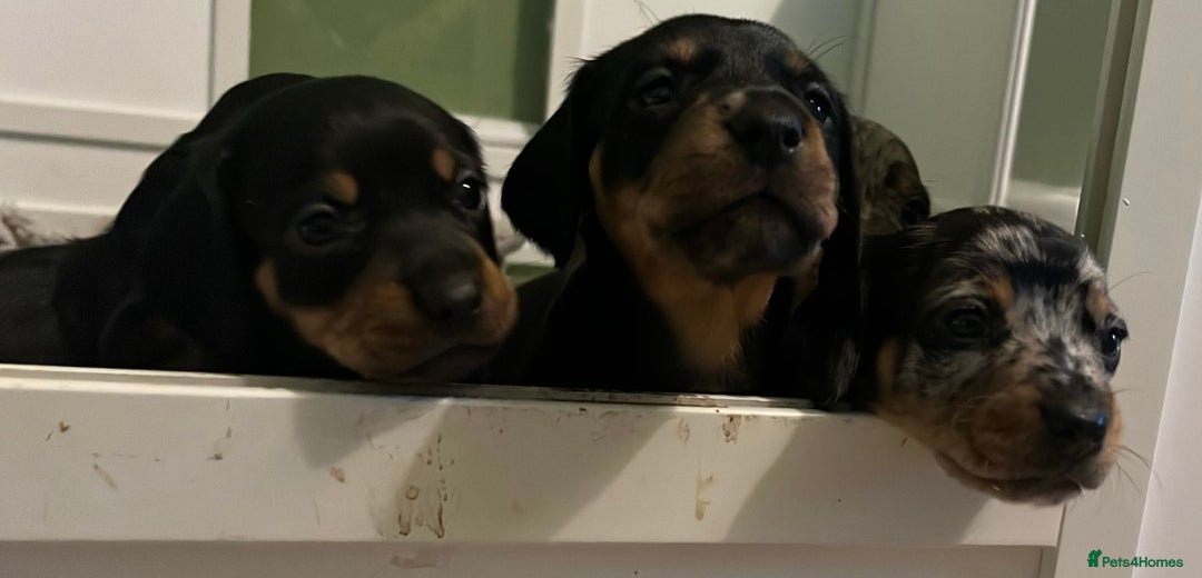 Miniature Dachshund dogs for sale: Ready for new homes Mini Dachshund  - Image 9