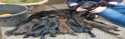 Cocker Spaniel dogs for sale: 6 STUNNING KC REGISTERED COCKER SPANIEL PUPPIES  - Advert 15