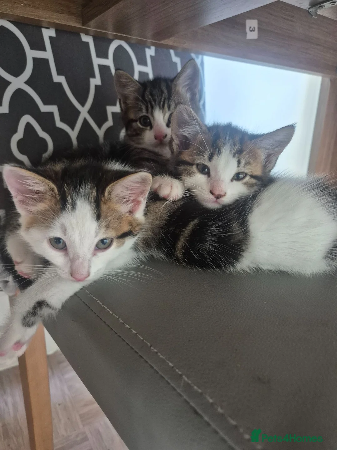 Mixed Breed cats for sale: Mixed Kittens for sale - Advert 2