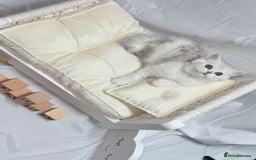 British Shorthair cats for sale: TICA REGISTERED CHAMPION LINES HUGE KITTEN 4 SALE! - Image 8