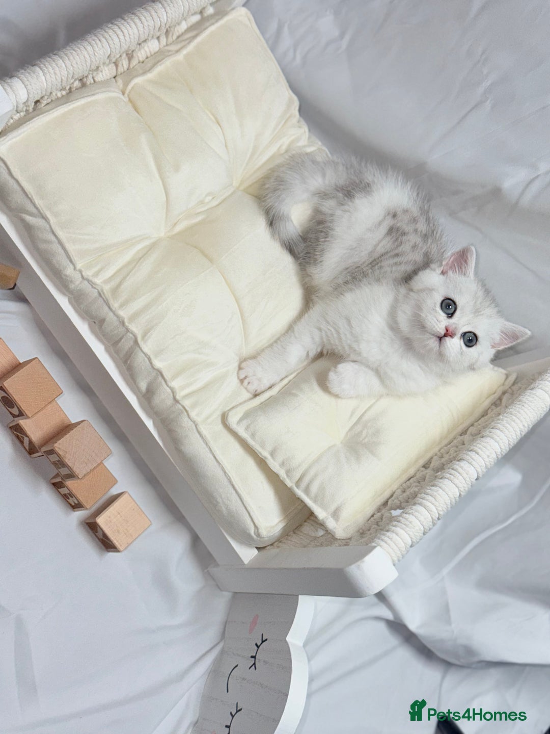 British Shorthair cats for sale: TICA REGISTERED CHAMPION LINES HUGE KITTEN 4 SALE! - Image 8