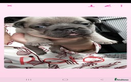 French Bulldog dogs for sale: French bulldog  - Image 13