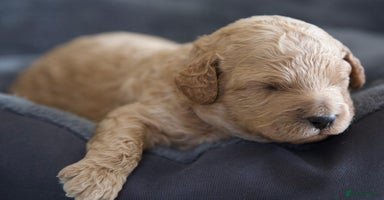 Cavachon dogs - Advert 2