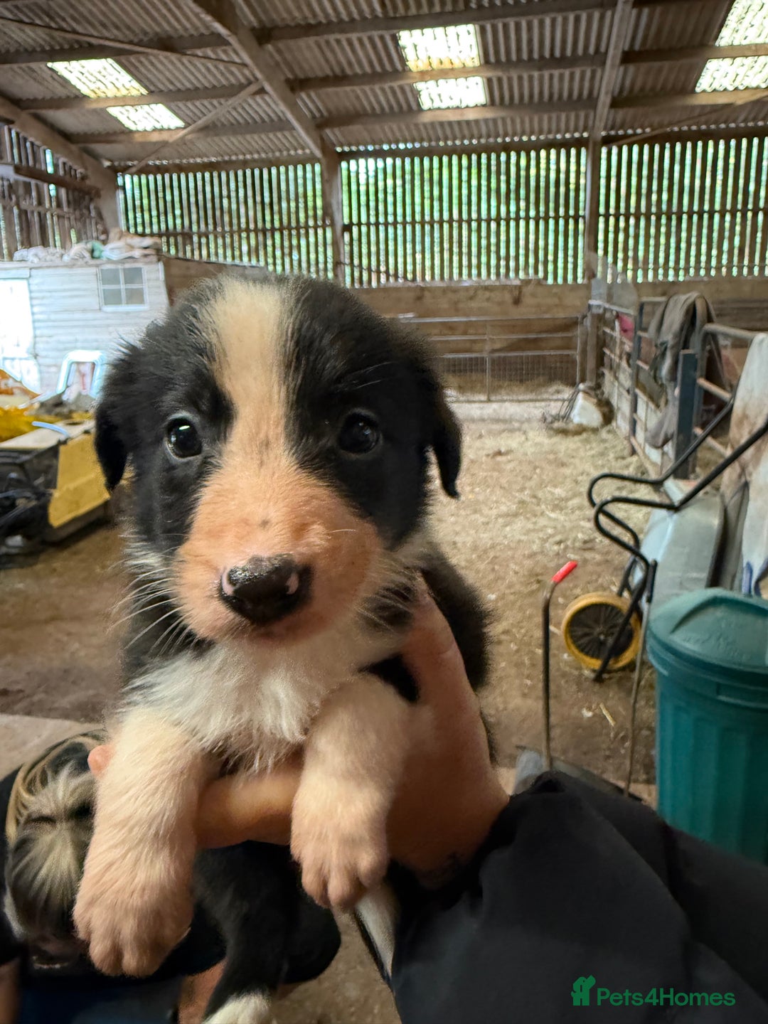 Border Collie dogs for sale: Working Border Collies - Image 5