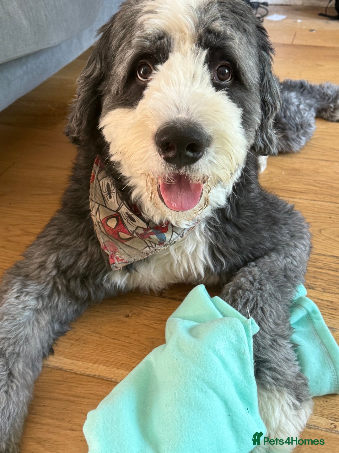 Bernese Mountain Dog dogs for stud: Old English Sheepdog/Bernese Mountain Dog - Image 1