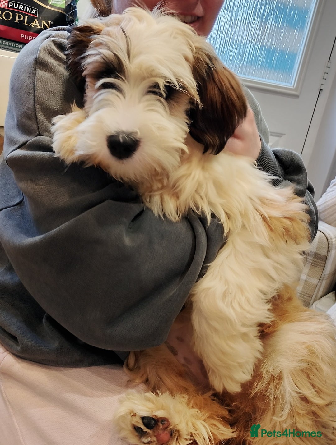 Tibetan Terrier dogs for sale: Tibetan terrier - Advert 4