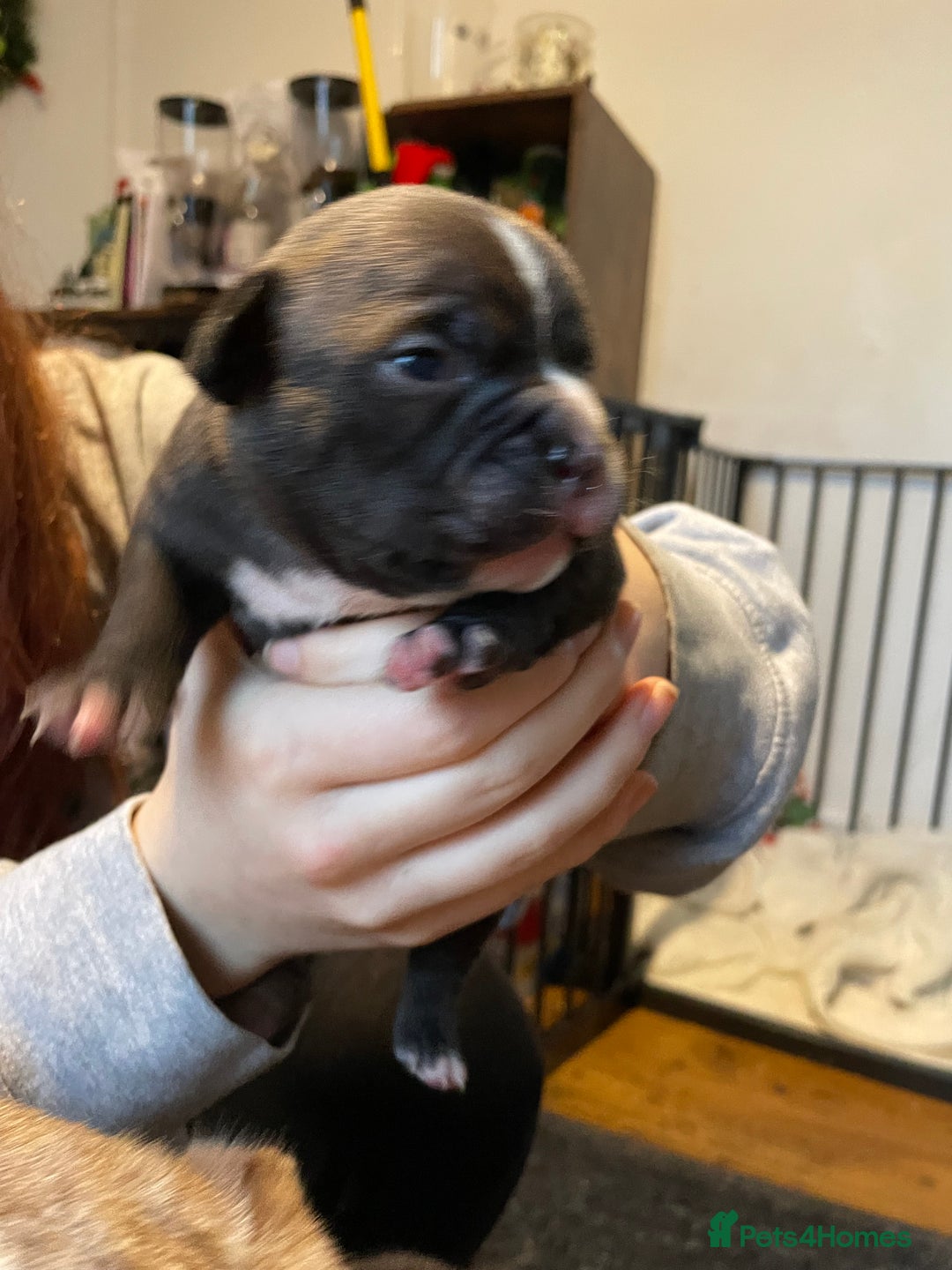 American Bully dogs for sale: American Pocket bully’s puppies  - Advert 23