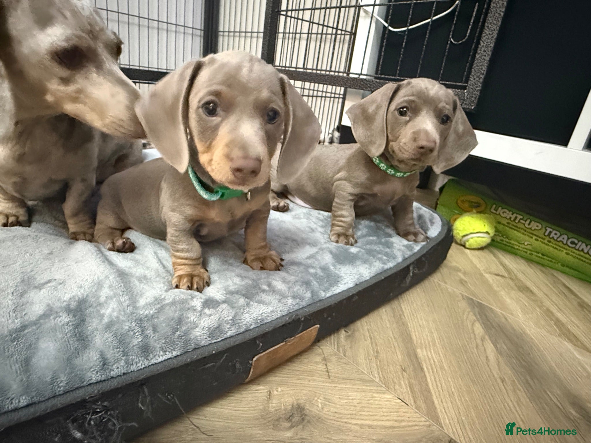 Miniature Dachshund dogs miniature daschunds puppies  - Advert 1