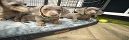 Miniature Dachshund dogs for sale: miniature daschunds puppies  - Advert 1