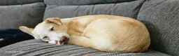 Mixed Breed dogs for adoption: Meet Chips – the gentle, loyal little soul - Advert 7