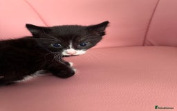 Mixed Breed cats for sale: Three unique sweethearts looking for new homes 🏡  - Image 4