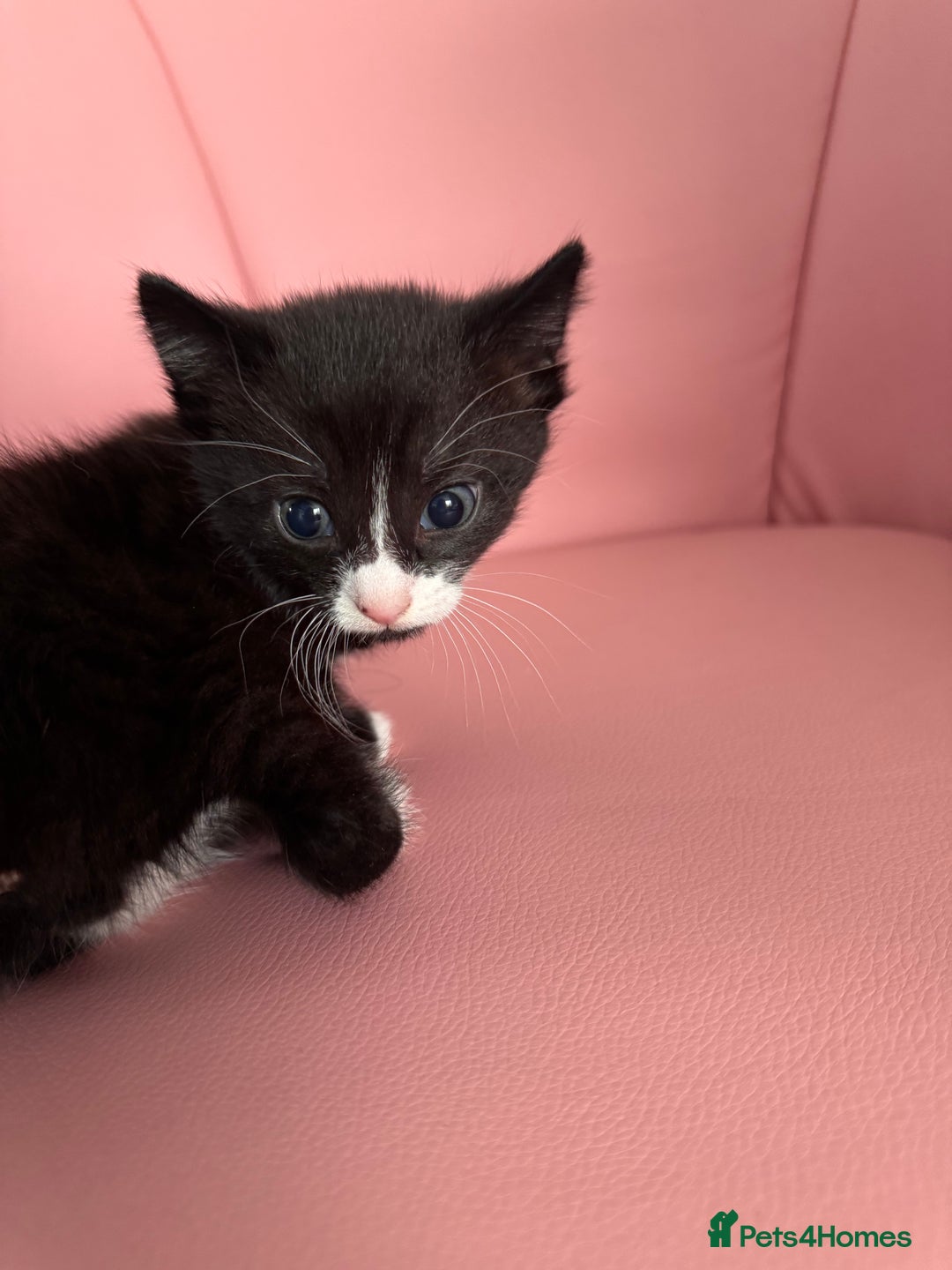 Mixed Breed cats for sale: Three unique sweethearts looking for new homes 🏡  - Image 4