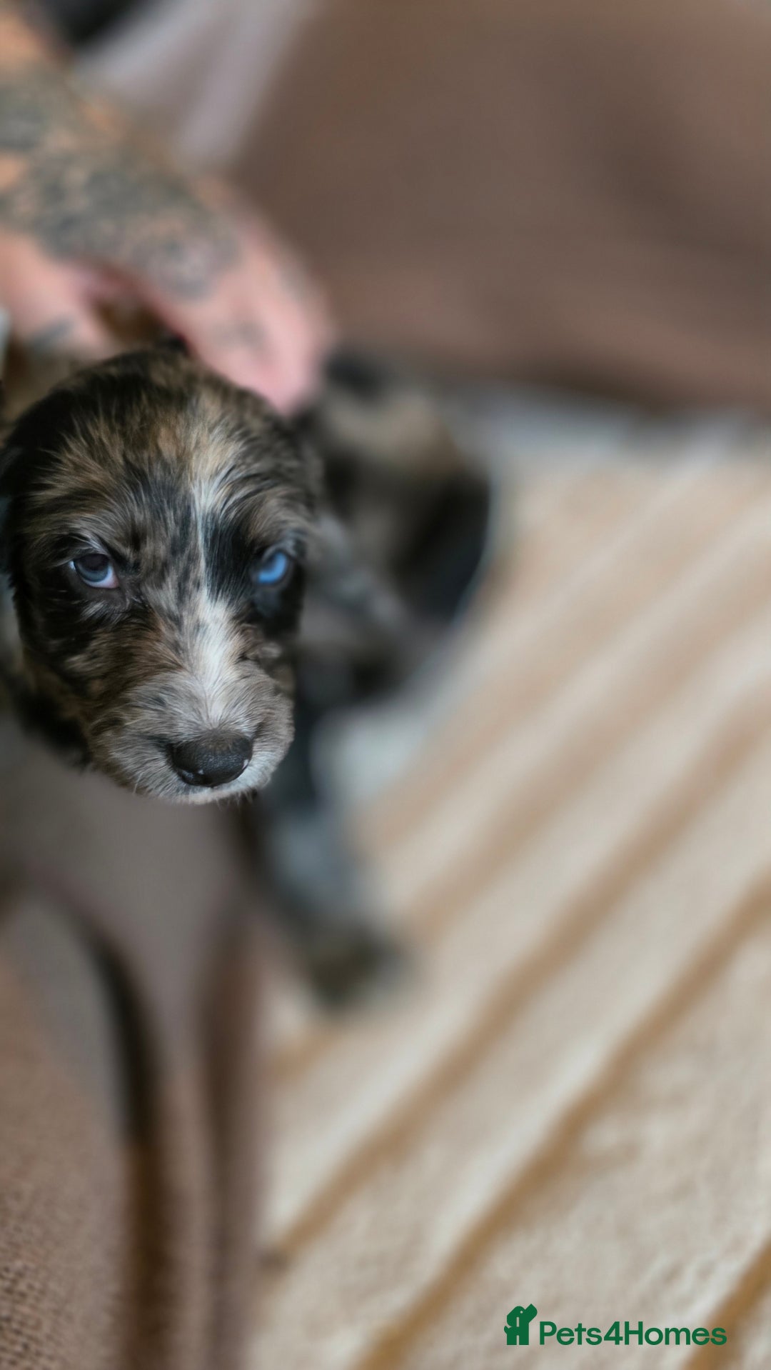 Cocker Spaniel dogs for sale: Rare colour puppies 🐶  - Image 3