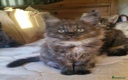 Maine Coon cats for sale: Gorgeous Half Maine Coon Boys and Girls  - Image 35