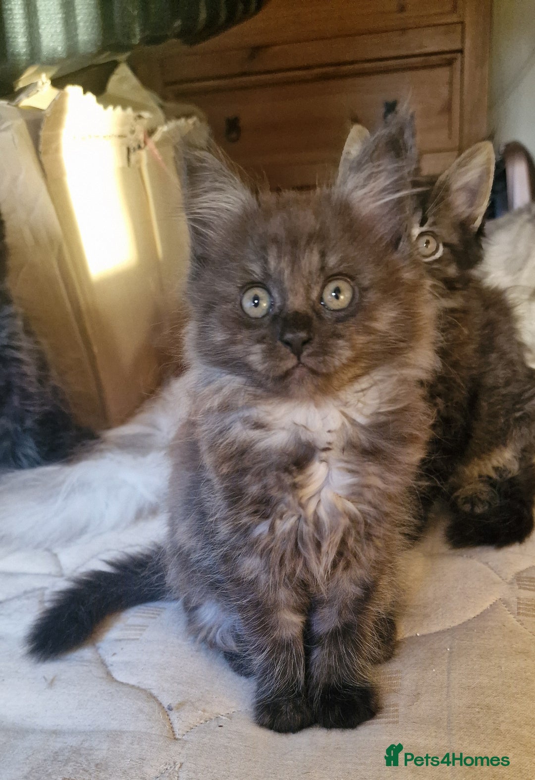 Maine Coon cats for sale: Gorgeous Half Maine Coon Boys and Girls  - Image 35