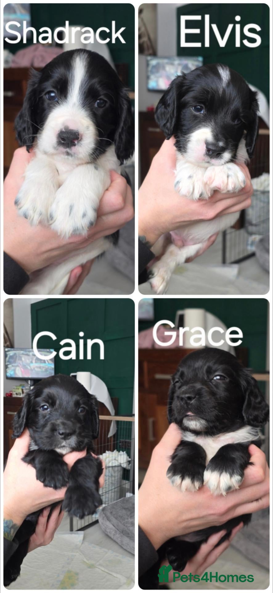 Sprocker dogs Sprocker puppies, ready 2nd November  - Advert 13