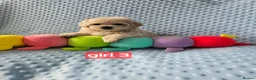 Maltipoo dogs for sale:  Beautiful  Maltipoo - Advert 15