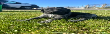 German Wirehaired Pointer 2