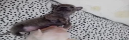 Chihuahua dogs for sale: Chuiahuia puppies 3 weeks old  - Advert 5