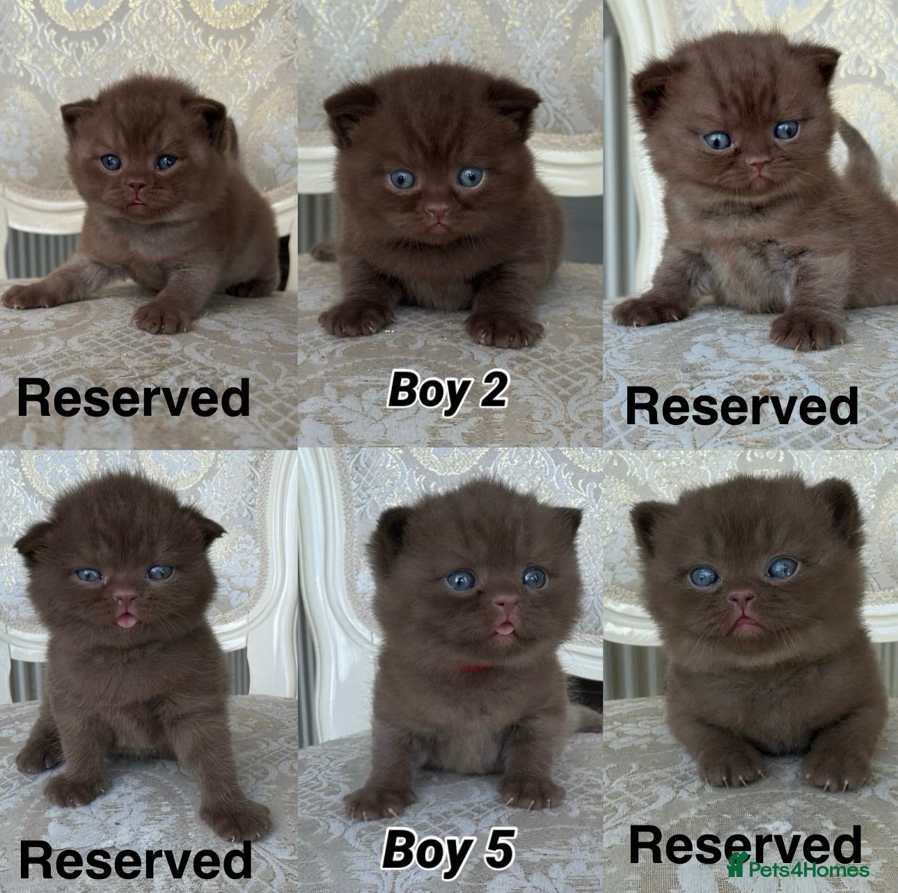 British Shorthair cats Exceptional FIFe Registered BSH Kittens - Advert 1