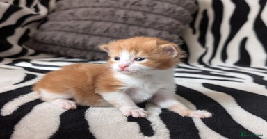 Mixed Breed cats - Advert 7