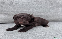 Cockapoo dogs for sale: Beautiful F1 cockerpoo puppies  - Image 11